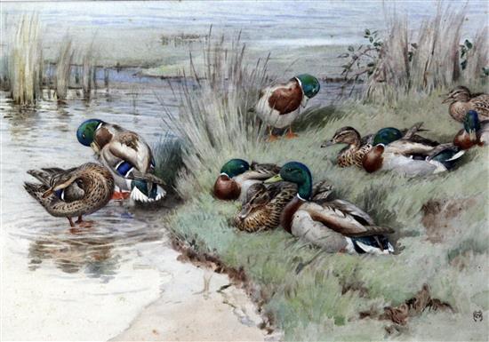 § Winifred Austen (1876-1964) Ducks and drakes, 10.5 x 15in.